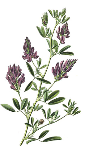 alfalfa-comestible