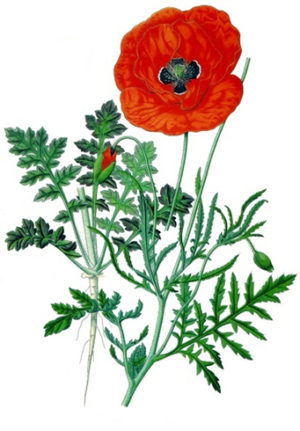 amapola-comestible