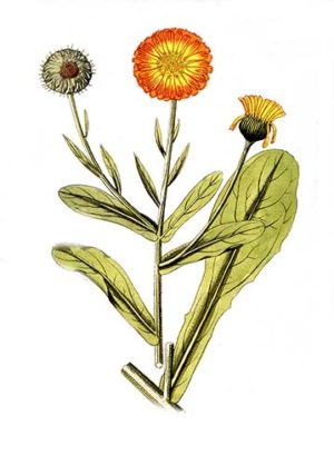 calendula