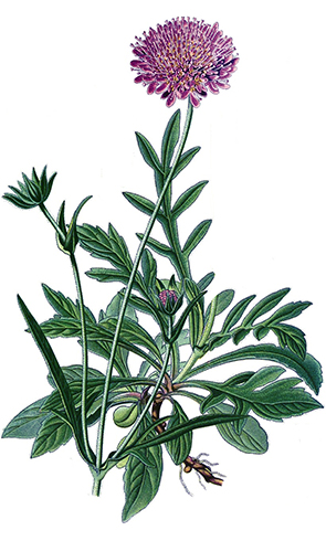 escabiosa-comestible