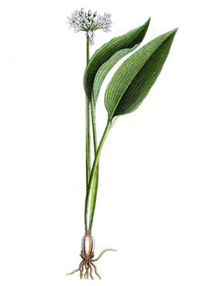 flor-allium-comestible