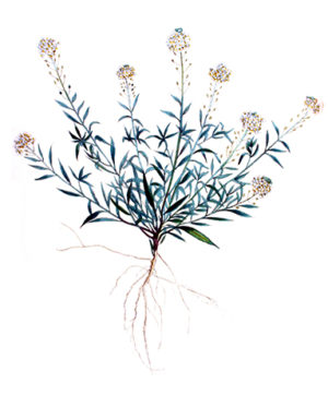 lobularia-maritima-comestible