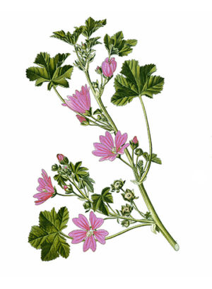 malva-comestible