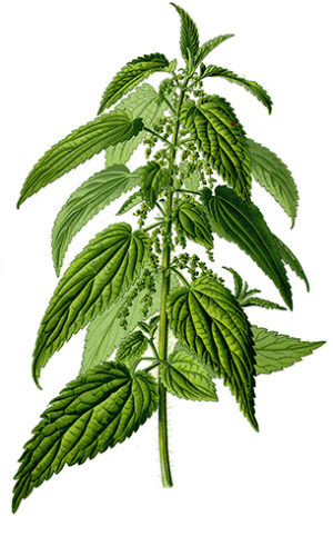 ortiga-verde-comestible