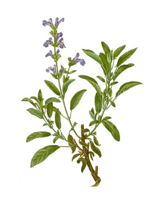 Garden sage (Salvia officinalis) illustration from Traité des A