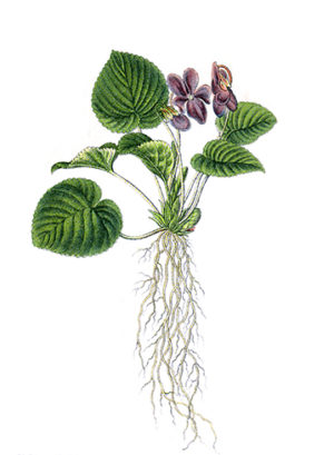violeta-comestible